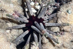 SportDiver_20231011_193006
