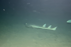 SportDiver_20241015_183252
