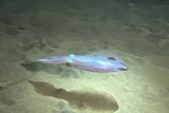 SportDiver_20241015_192601