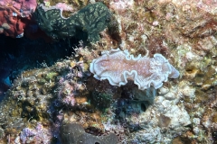 SportDiver_20241020_102846