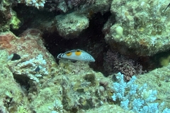 SportDiver_20241020_115158