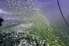Tauchgang am Shark Banks