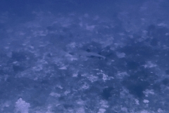 Tauchgang am Shark Banks