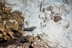 SportDiver_20240309_194820