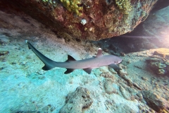 SportDiver_20240311_125538