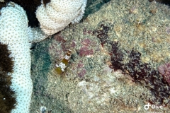 IMG_5829_4