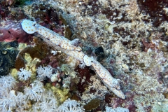 SportDiver_20251110_145756