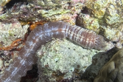 SportDiver_20251112_174345