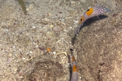 SportDiver_20250504_172028