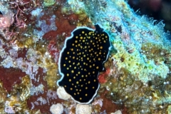 SportDiver_20250505_111342