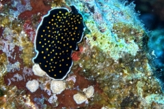 SportDiver_20250505_111343