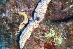 SportDiver_20250505_112325