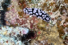 SportDiver_20250506_151435