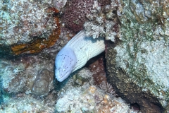 SportDiver_20250506_153849