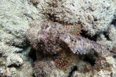 IMG_0216-scaled