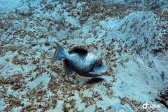 IMG_0251-scaled