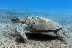 IMG_0263-scaled