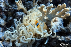 IMG_0274-scaled