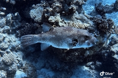 IMG_0276-scaled