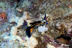 IMG_0836-scaled