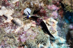 IMG_0842-scaled