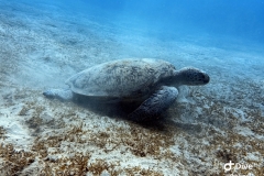 IMG_0928-scaled