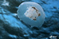 IMG_1350-scaled