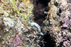 Eine Schnecke